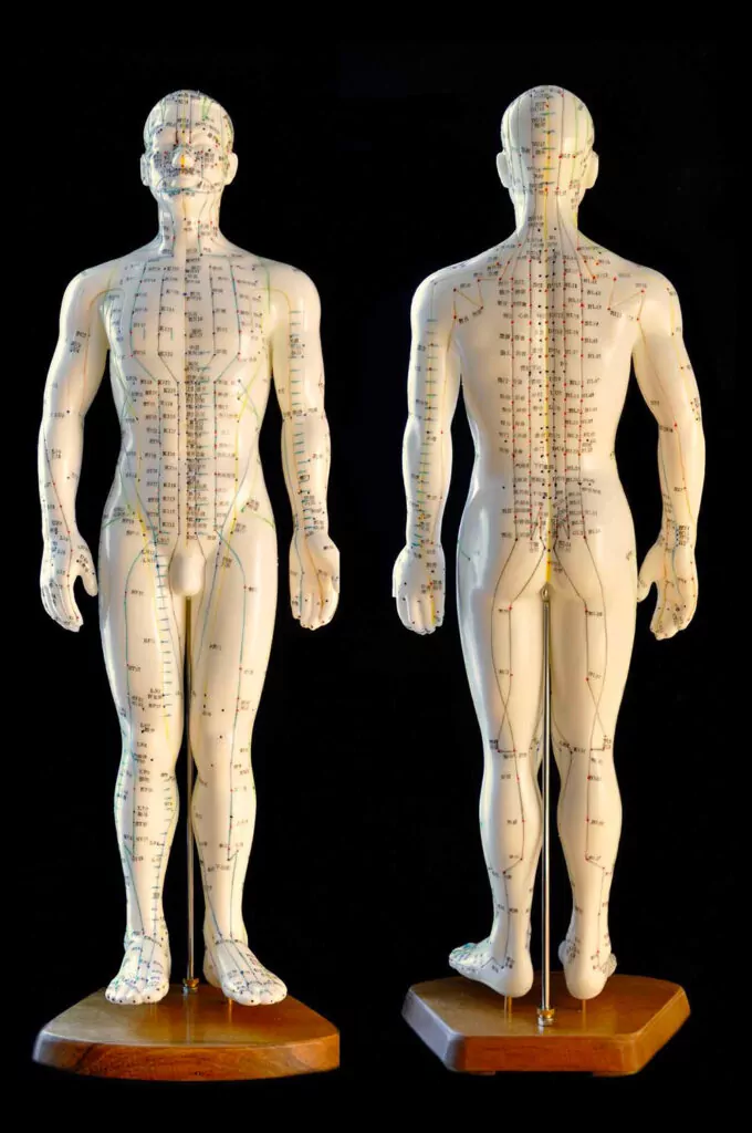 acupuncture models