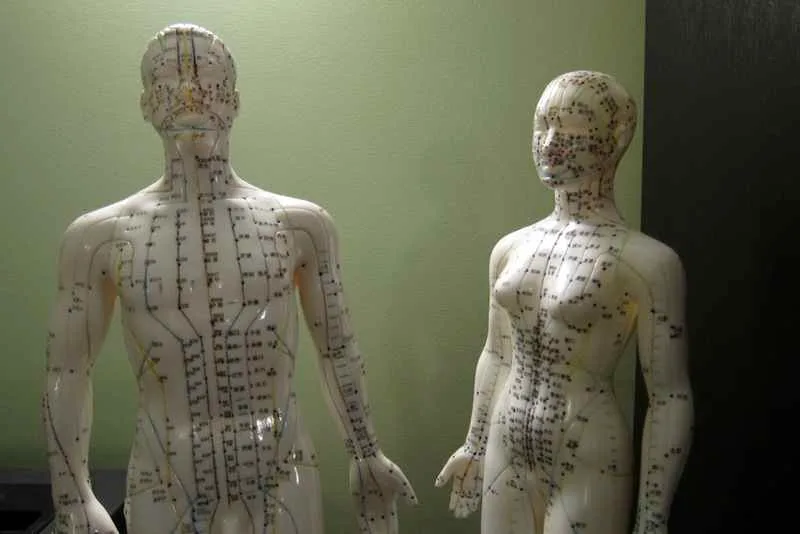 Acupuncture Models