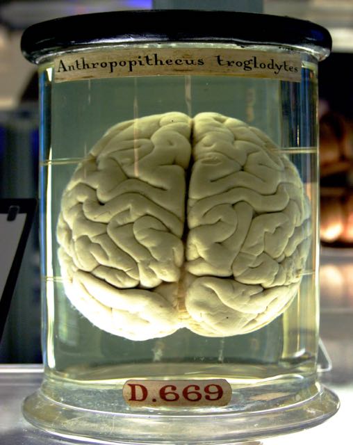 Chimp Brain in a jar 2 1