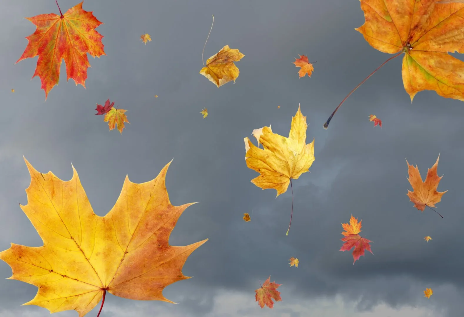 Wind leaves 1 scaled 1