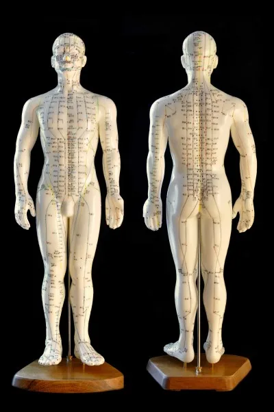 acupunture model