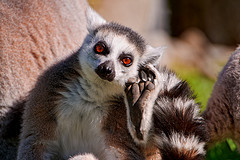 scracthing lemur 1