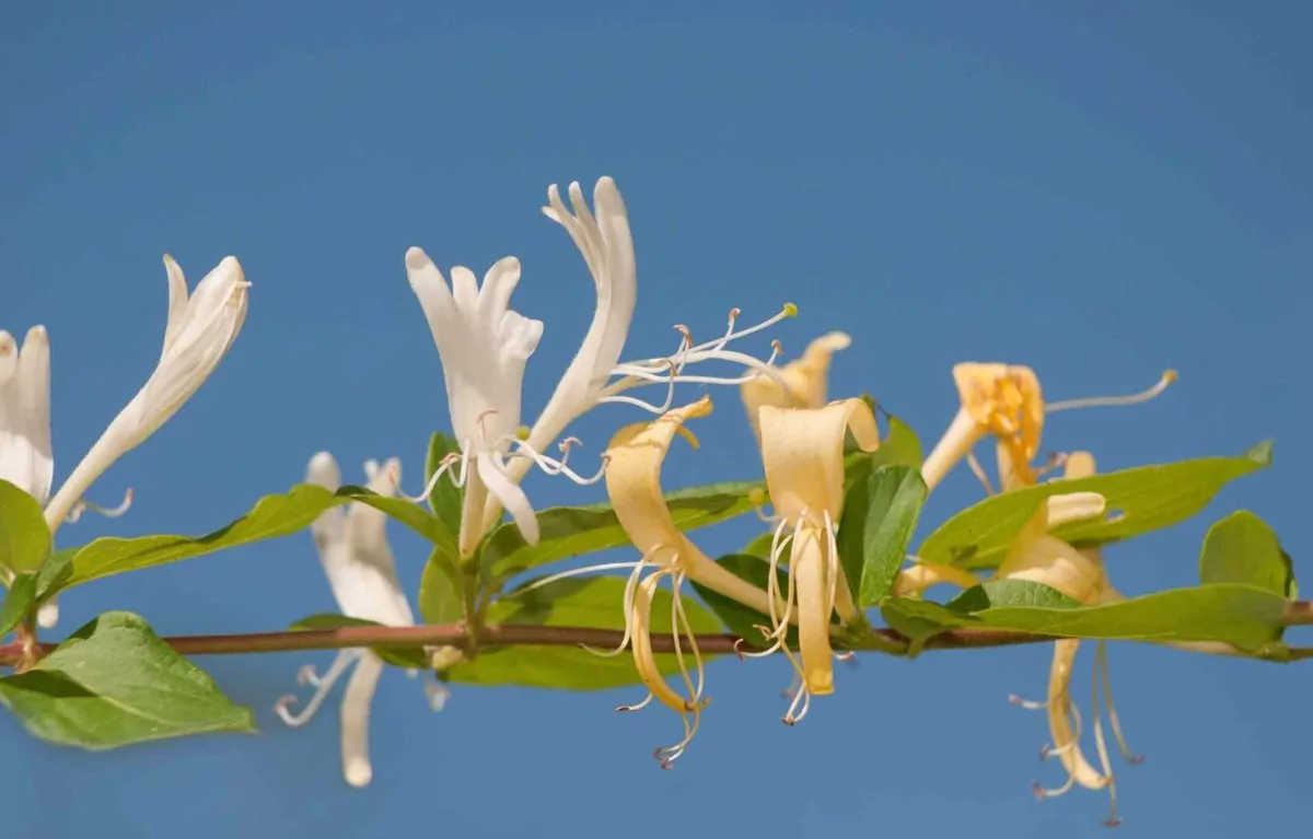 honeysuckle flower