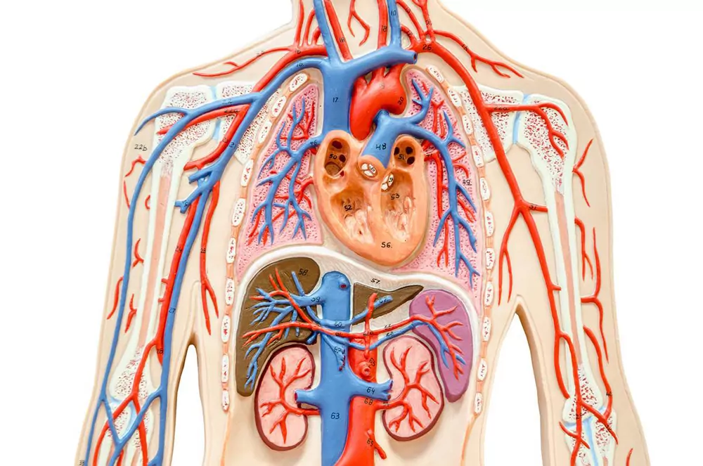 circulation model