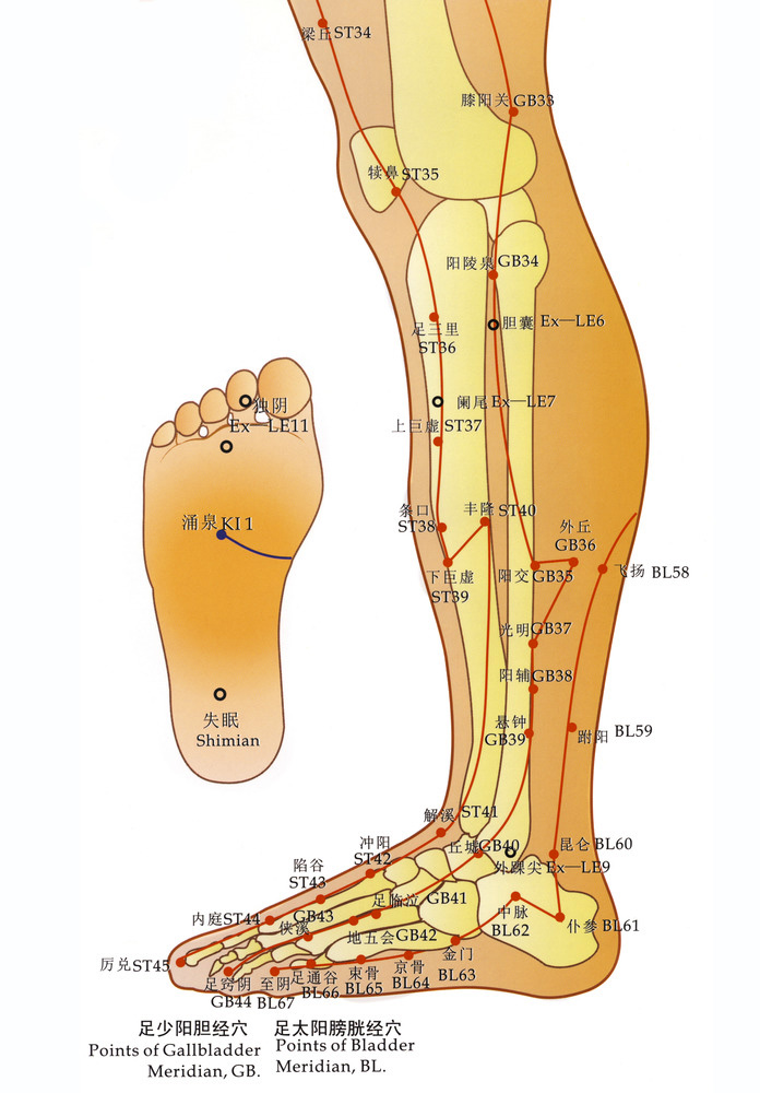 acupuncture meridians legs