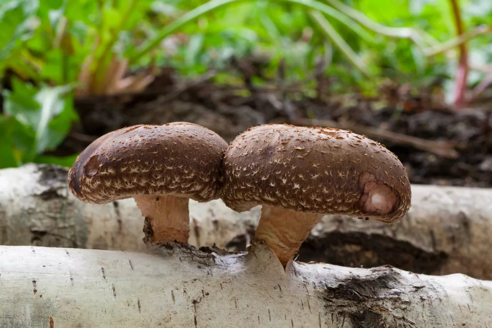 shiitake mushroom shiitake mushroom