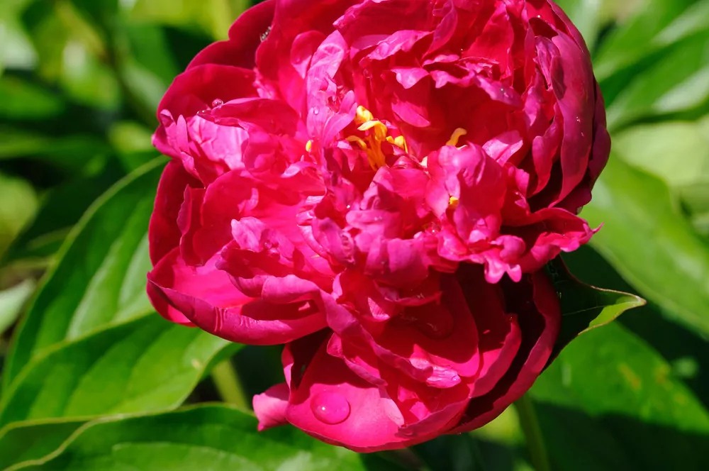 red peony
