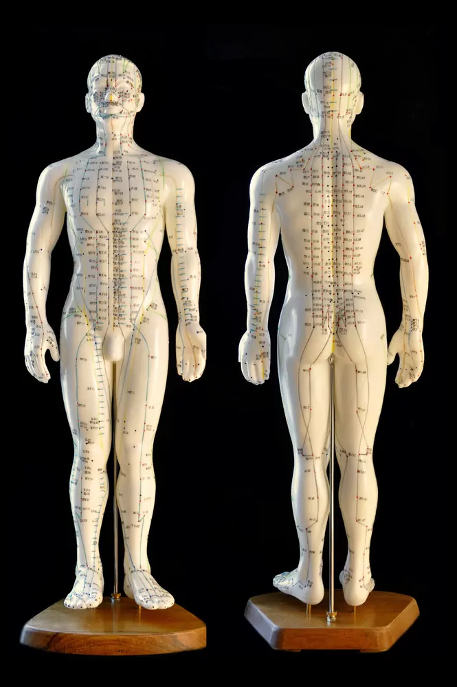 acupuncture models