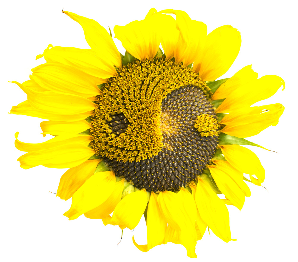 sunflower yin yan