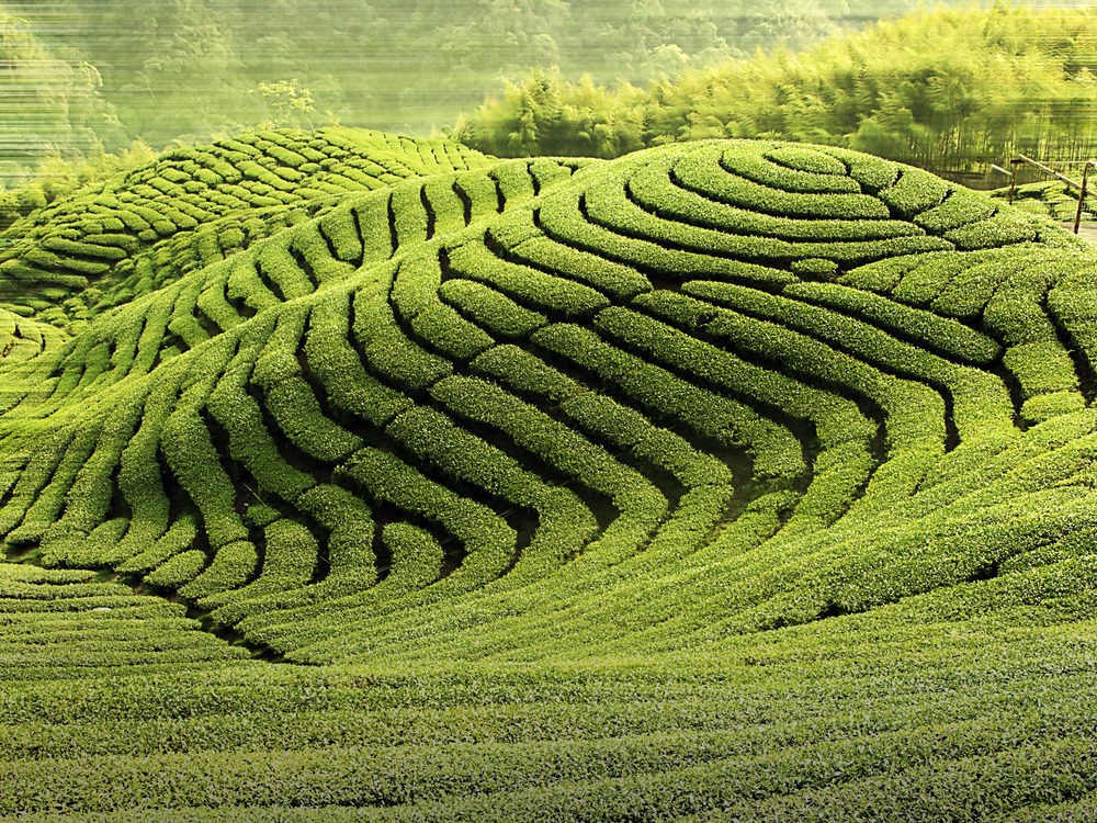 Green Tea Fields