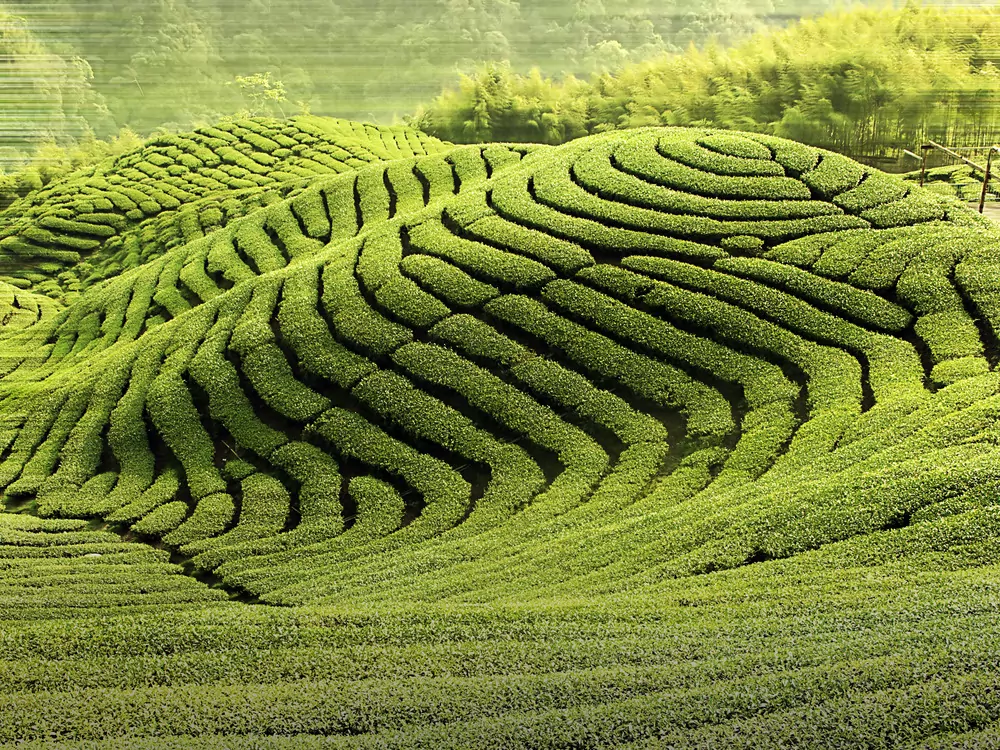 Green Tea Fields Green Tea Fields