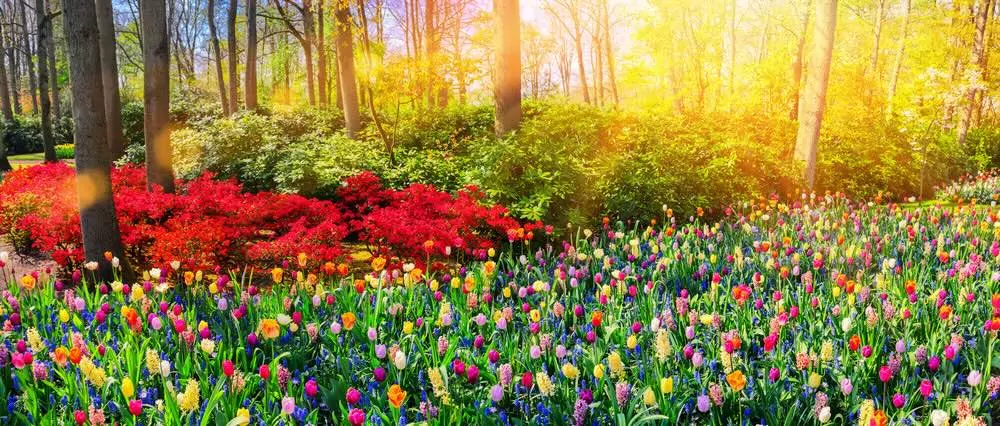 Spring trees and flowers Spring trees and flowers
