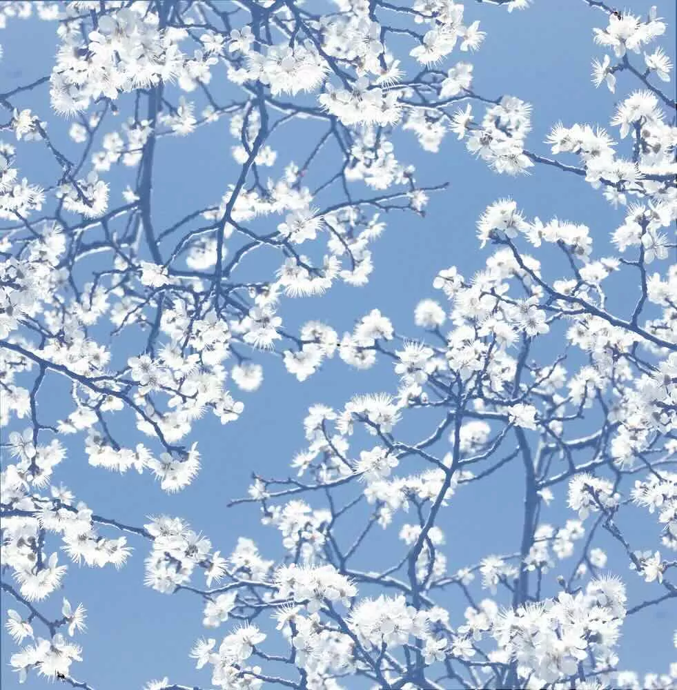 cherry blossoms cherry blossoms