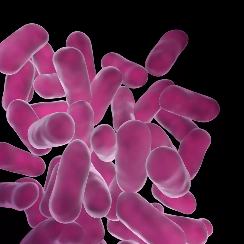 lactic acid bacteria