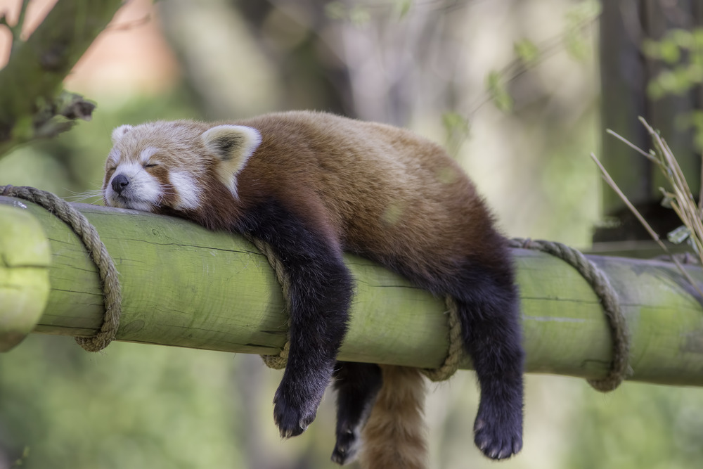 sleeping red panda