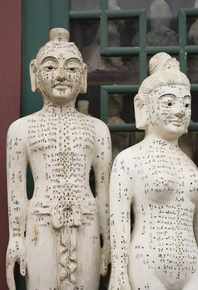 acupuncture models