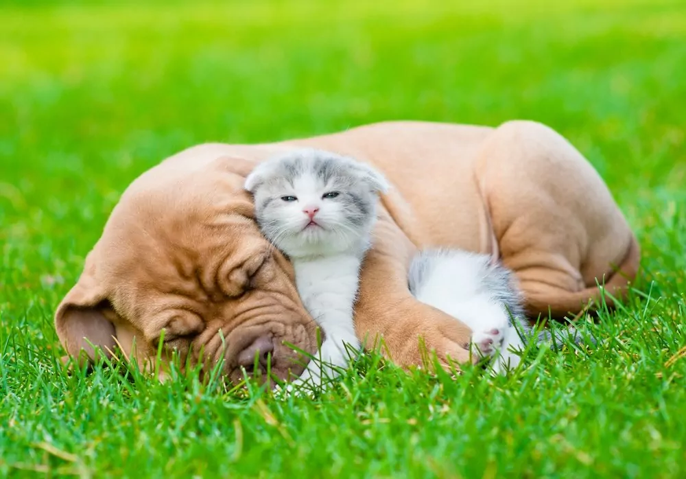 sleeping dog and cat