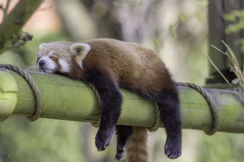 sleeping racoon