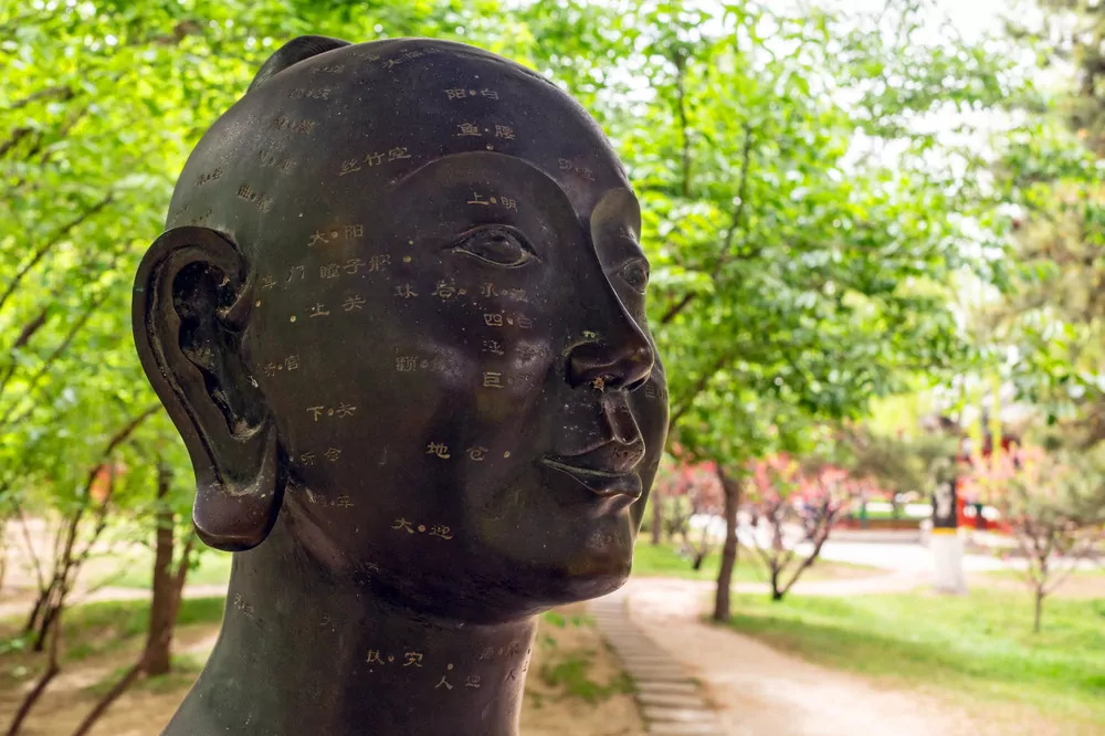 acupuncture model head