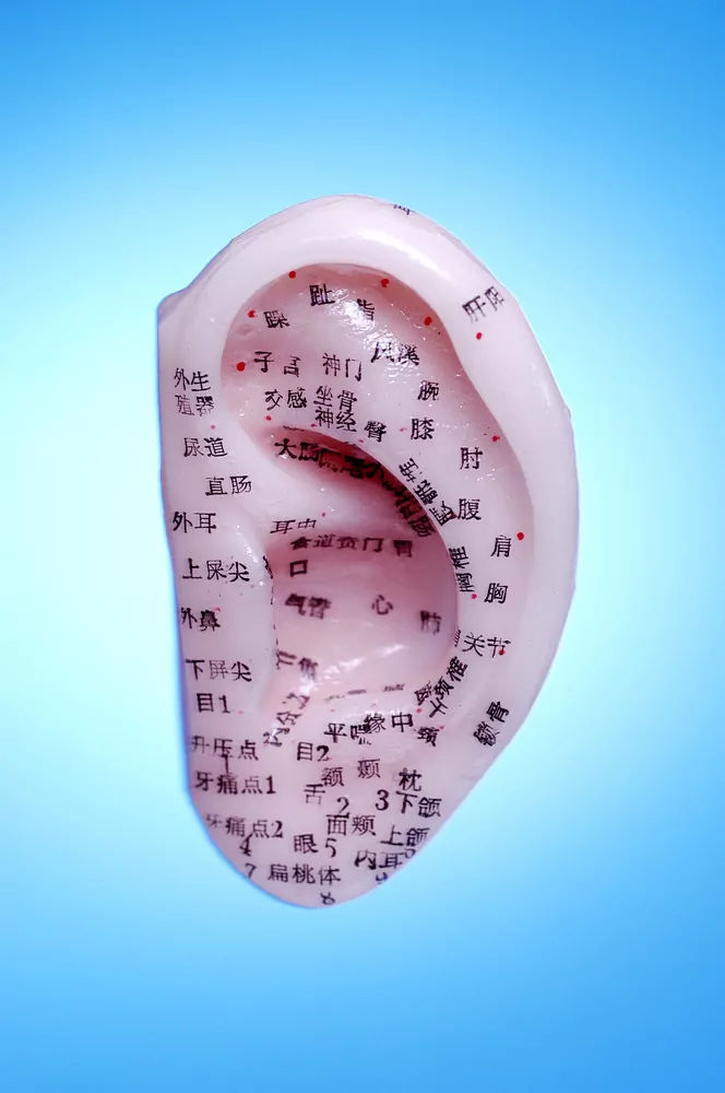ear model acupuncture