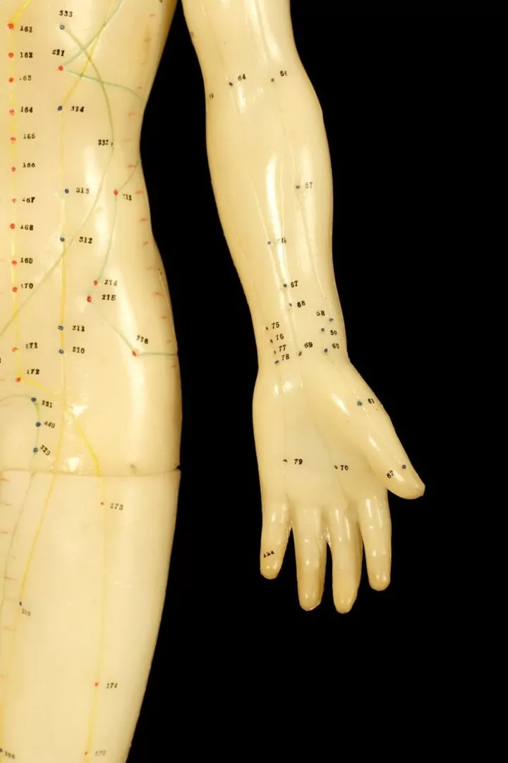 meridians model