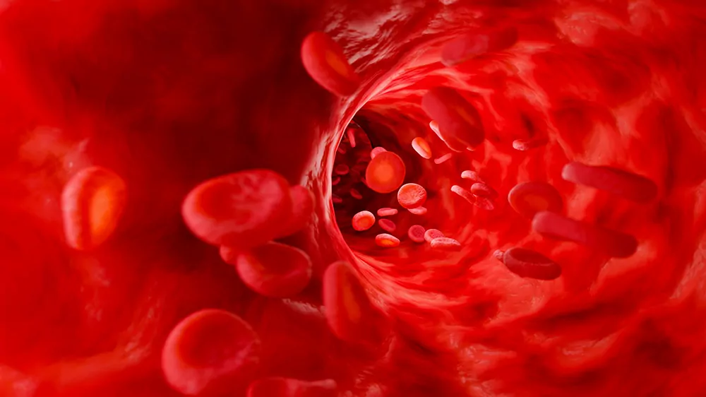 red blood cells